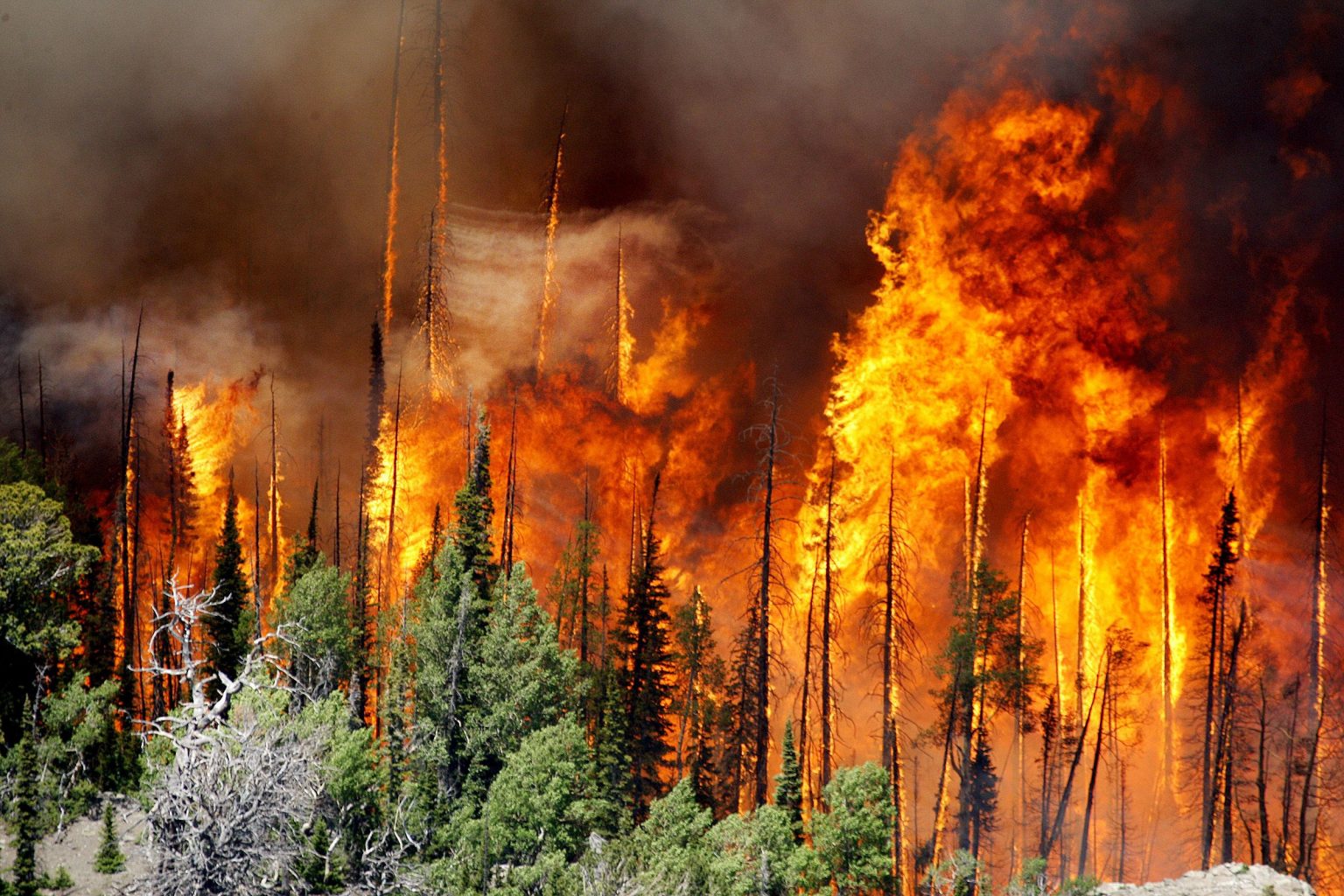 Лесные пожары – беда, уничтожающая национальные богатства.